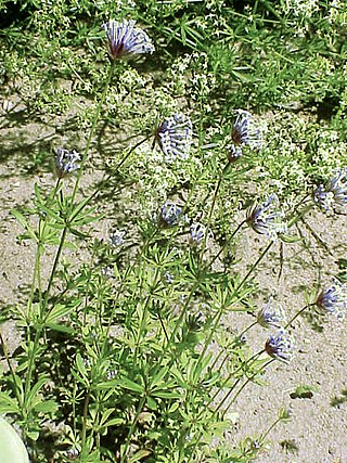 <i>Asperula arvensis</i> Species of plant