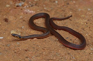 <i>Aspidura ceylonensis</i> Species of snake