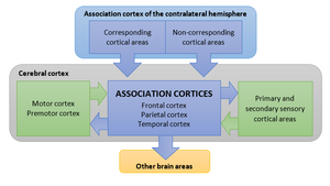 Córtices associativos