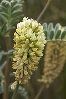 <i>Astragalus pycnostachyus</i> Species of aquatic plant