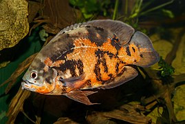 Astronotus ocellatus