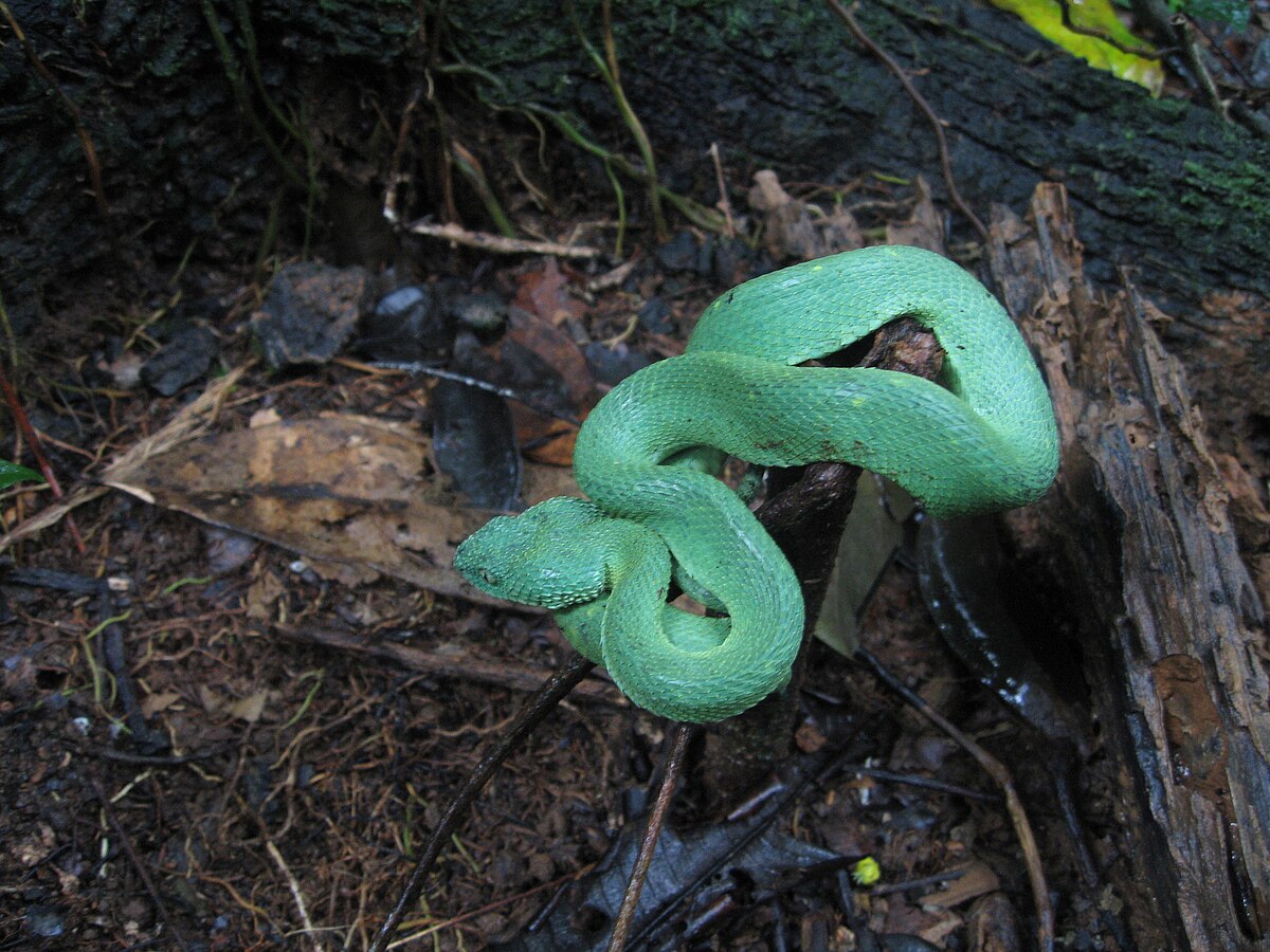 Green Bush Viper (Atheris chlorechis) coiled in tree, Atewa Range, Ghana -  SuperStock