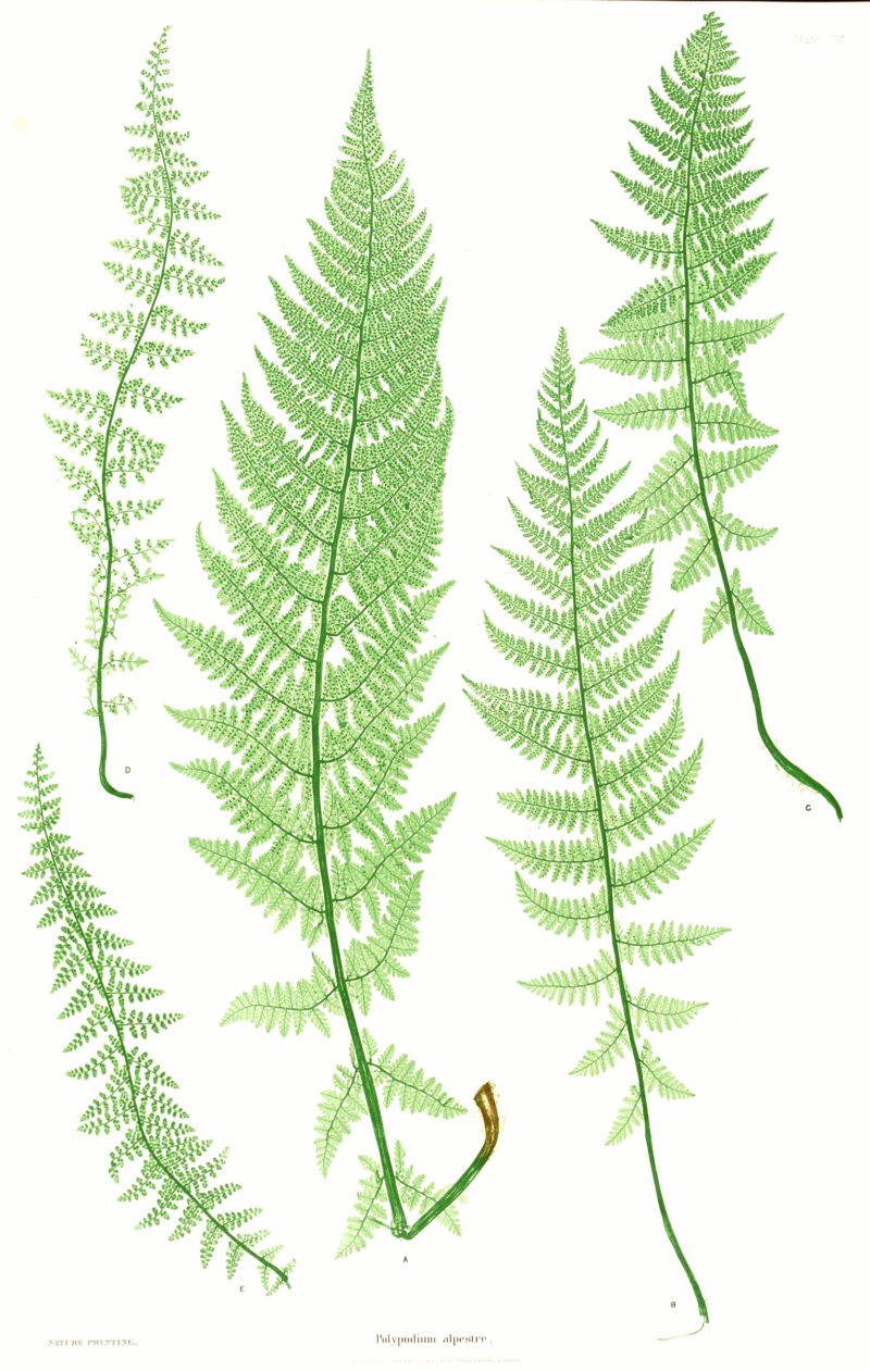 lady fern drawing