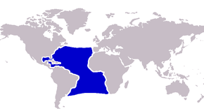 Popis distribuce atlantického modrého marlina. Obrázek PNG.