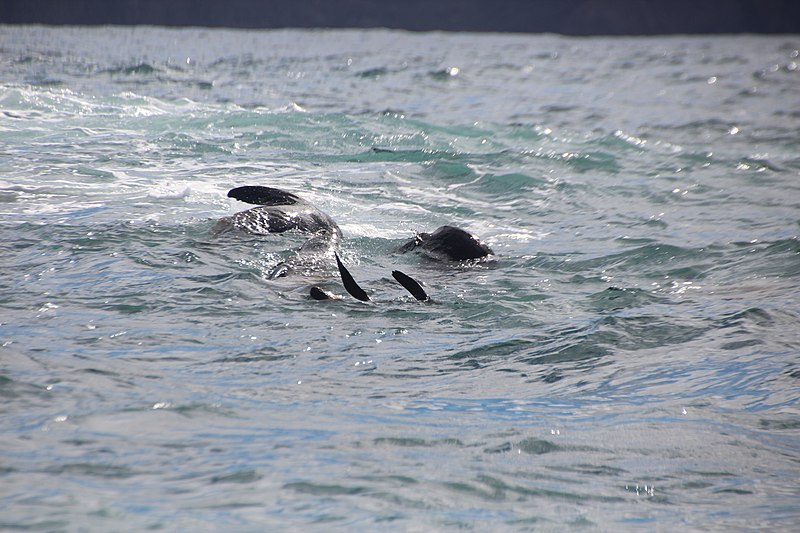 File:Australian fur seal in the water at The Friars - Pennicott Bruny Island cruise (33784802051).jpg