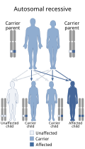 Autosomal recessive inheritance Autosomal recessive - en.svg