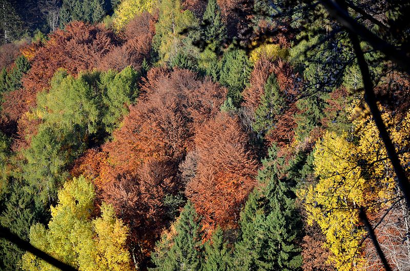 File:Autumn in Valsugana 1.jpg