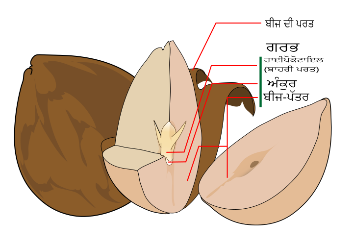 File:Avocado seed diagram-pa.svg