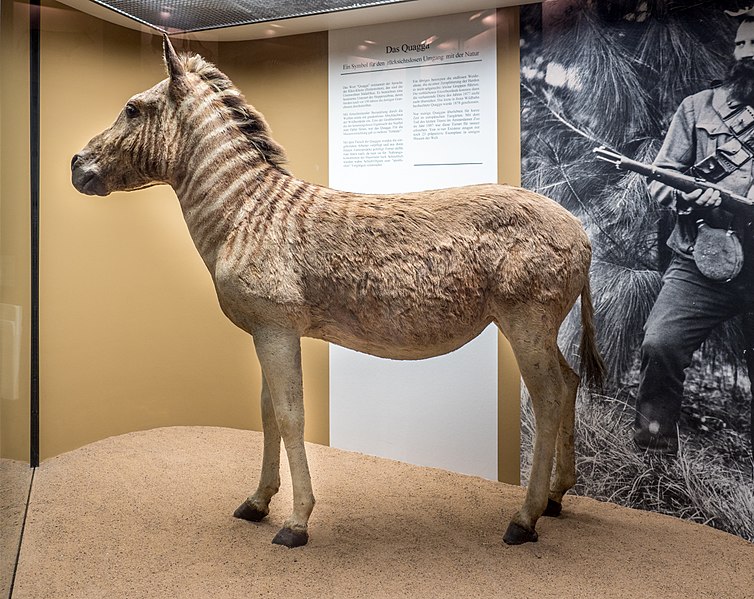 File:Bamberg Naturkundemuseum Quagga 17RM1912.jpg