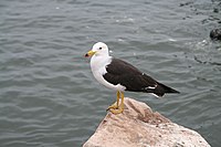 Band-Tailed Gull.jpg