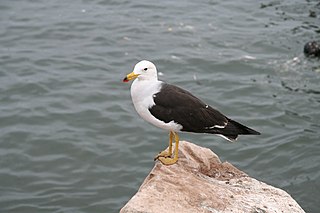 <span class="mw-page-title-main">Belcher's gull</span> Species of bird