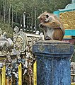 * Nomination Macaca sinica at Hindu temple of Murugan Kovil, Bandarawela..--Pierre André Leclercq 17:44, 18 February 2023 (UTC) * Withdrawn  Oppose When I compare with File:Bandarawela Murugan Kovil (4).jpg which is very good, I find this image overprocessed and I can see stitching errors on the "pylon". --Sebring12Hrs 10:42, 25 February 2023 (UTC)  I withdraw my nomination @Sebring12Hrs: I agree, . Thanks for your advice.--Pierre André Leclercq 09:40, 26 February 2023 (UTC)