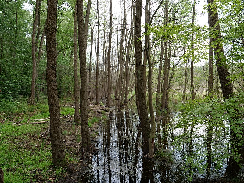 File:Bank of the Teufelsbruch swamp in july 2018 16.jpg