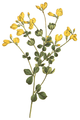 Baptisia tinctoria (Curtis-w).png