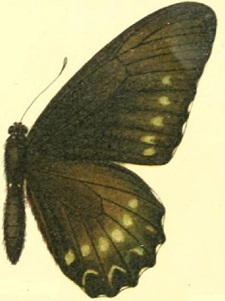 <i>Battus polystictus</i> Species of butterfly