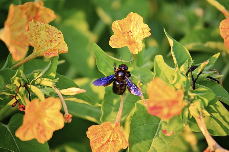 File:Bee on the Flower (5968309052).jpg