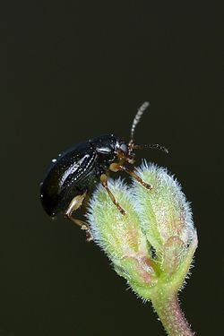 Beetle (Coleoptera)