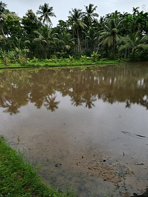 ಬೆನ್ನಿ