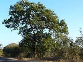 Descrizione dell'immagine Berchemia scolorisce Kruger-NP.jpg.