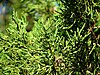 Bermuda Cedar with male cones