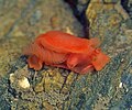 Oranžni goli polž (Berthella aurantiaca); notaspid