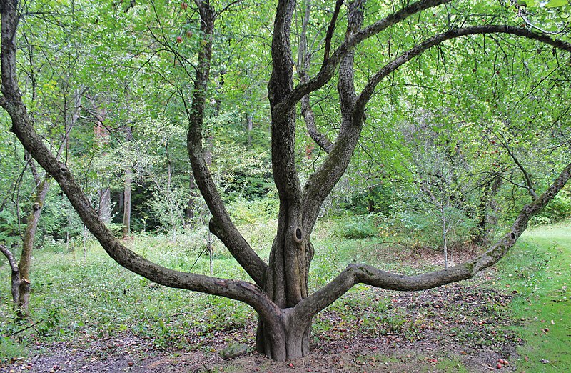 File:Big Old wild apple tree - panoramio.jpg