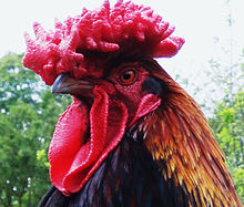 A rooster with a comb Big red rooster.jpg