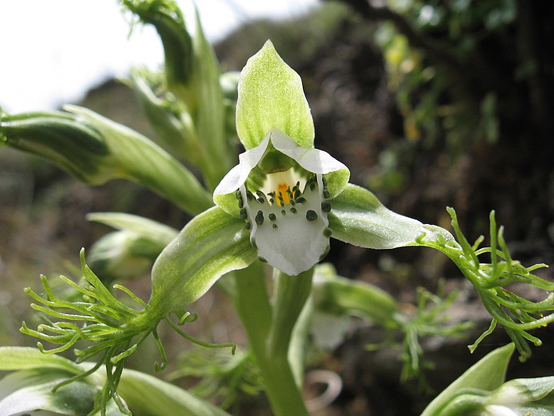 File:Bipinnula fimbriata (Poepp.) I. M. Johnst..jpg