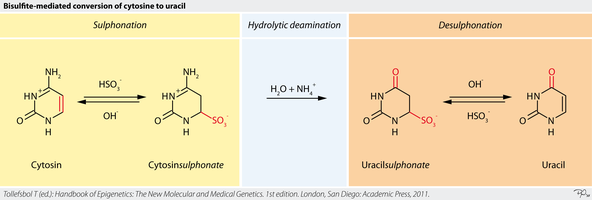 Figure 1: Application of bisulfite treatment in whole genome bisulfite sequencing to convert unmethylated cytosine, not 5-methylcytosine, to uracil. During amplification by polymerase chain reaction, uracil is converted to thymine. Bisulfite-reaction.png