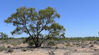 <span class="mw-page-title-main">Kinchega National Park</span> Protected area in New South Wales, Australia