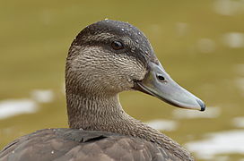 American black duck