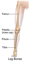 Bones of the leg.