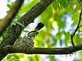 Blue-gray gnatcatcher tail fanning - Flickr - Andrew Weitzel.jpg