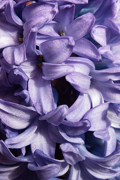 File:Blue Hyacinth, Phipps Conservatory, 2015-03-30.jpg