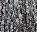 Blue Oak bark.jpg