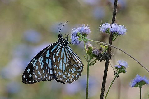 Blue tiger butterfly sitting on Ageratum conyzoides flower at Kairwaan, Dehradun district