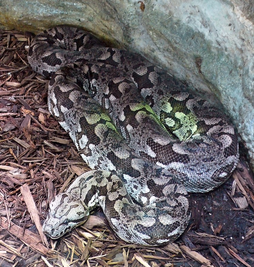 Боа род. Acrantophis dumerili. Acrantophis madagascariensis. Мадагаскарский питон Дюмериля. Удав Дюмериля.