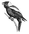 Bobolink (PSF).jpg