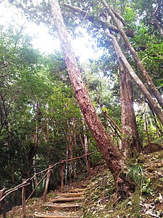 Bois Bigaignon - Psiloxylon mauritianum - Ferney Mauritius 2.jpg