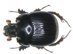 Bolbelasmus bocchus