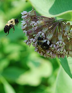 Bombus bimaculatus.jpg