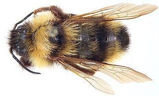 <i>Bombus suckleyi</i> Species of bee