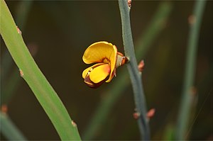 Bossiaea bombayensis.jpg