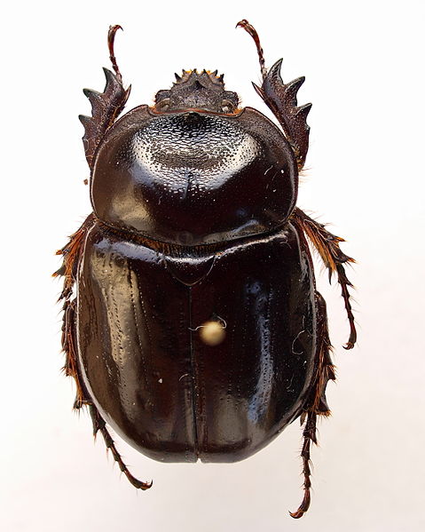 File:Bothynus complanus m2.jpg