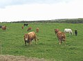 Bovines with an attitude - geograph.org.uk - 1008754.jpg