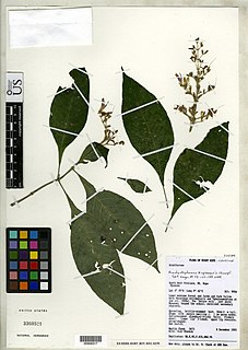 <i>Brachystephanus</i> Genus of flowering plants
