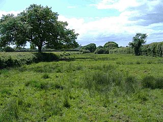 Stoke Common Meadows