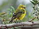 Brimstone Canary RWD1.jpg