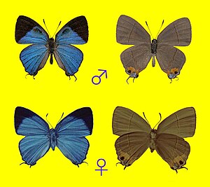 Britomartis igarashii, male and female.JPG