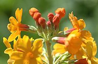 Primula bulleyana